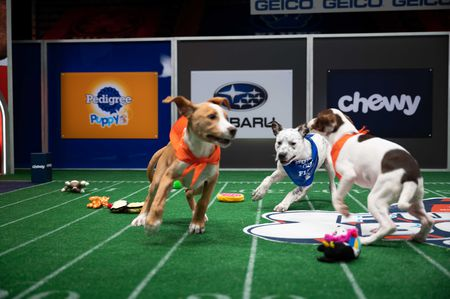 puppy bowl iii